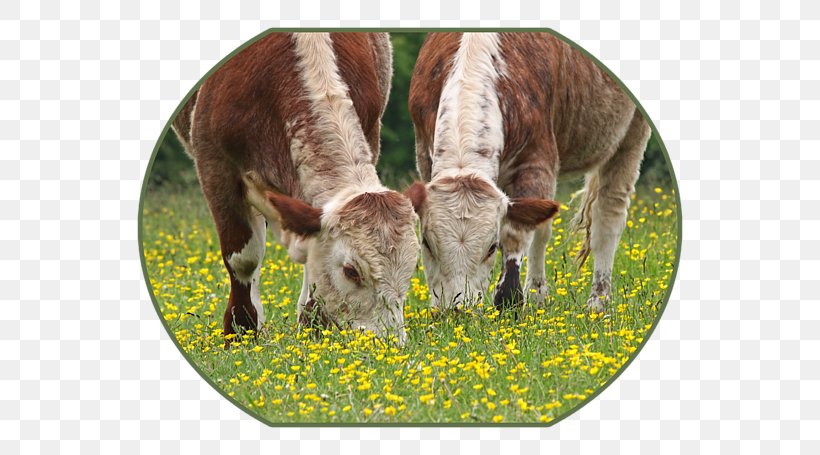 English Longhorn Texas Longhorn Grazing Art Milk, PNG, 600x455px, English Longhorn, Art, Artist, Cattle, Cattle Like Mammal Download Free