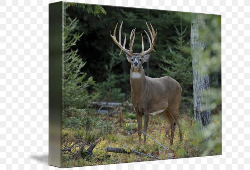 White-tailed Deer Elk Antler Deer Hunting, PNG, 650x560px, Deer, Animal, Antler, Deer Hunting, Elk Download Free
