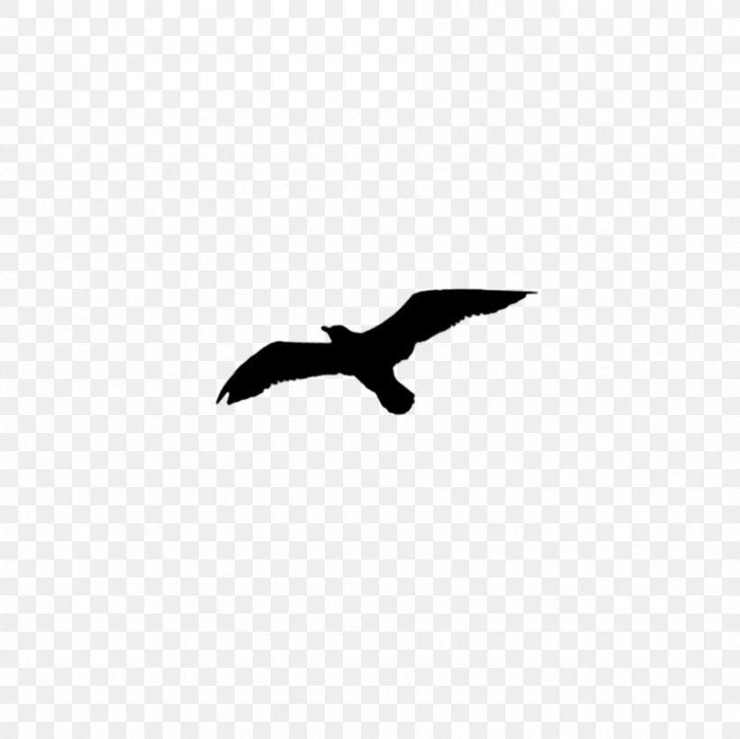 Bald Eagle Black Beak Silhouette White, PNG, 894x893px, Bald Eagle, Beak, Bird, Black, Black And White Download Free