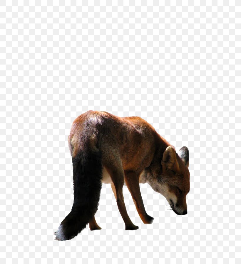 Fox Clip Art, PNG, 800x900px, Fox, Autocad Dxf, Dog Like Mammal, Fauna, Fox What Does The Fox Say Download Free