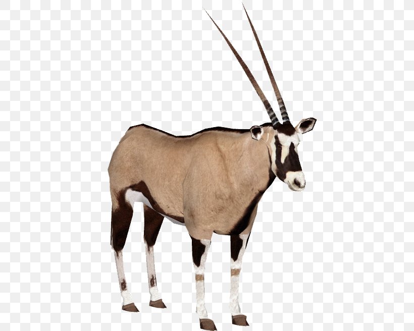 Gemsbok Antelope Gazelle Fringe-eared Oryx, PNG, 675x656px, Gemsbok, Antelope, Antler, Cow Goat Family, Deer Download Free