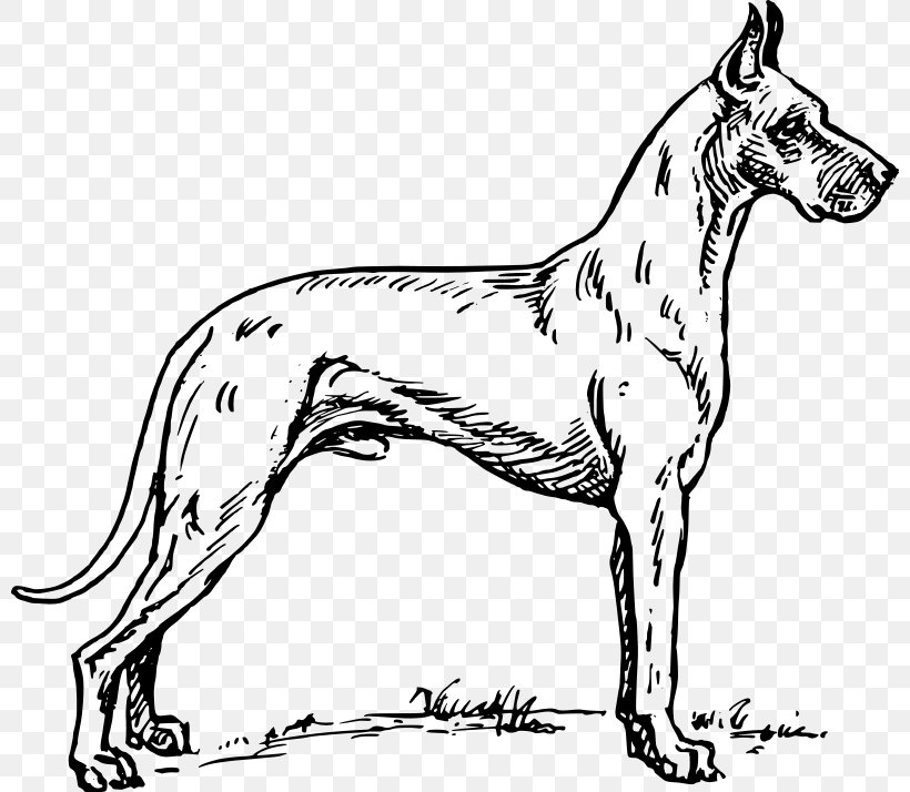 Great Dane Labrador Retriever St. Bernard Puppy Drawing, PNG, 800x714px, Great Dane, Black And White, Breed, Carnivoran, Coloring Book Download Free