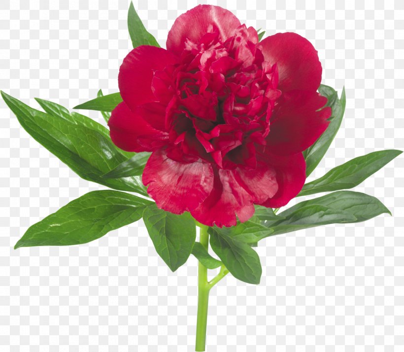 Peony Flower Clip Art, PNG, 1200x1046px, Peony, Annual Plant, Archive File, Computer Software, Cut Flowers Download Free