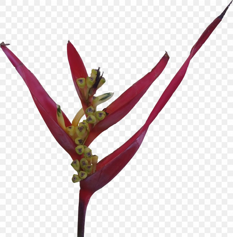Texture Mapping 3D Computer Graphics Information, PNG, 2795x2843px, 3d Computer Graphics, Texture Mapping, Flower, Heliconia Psittacorum, Information Download Free