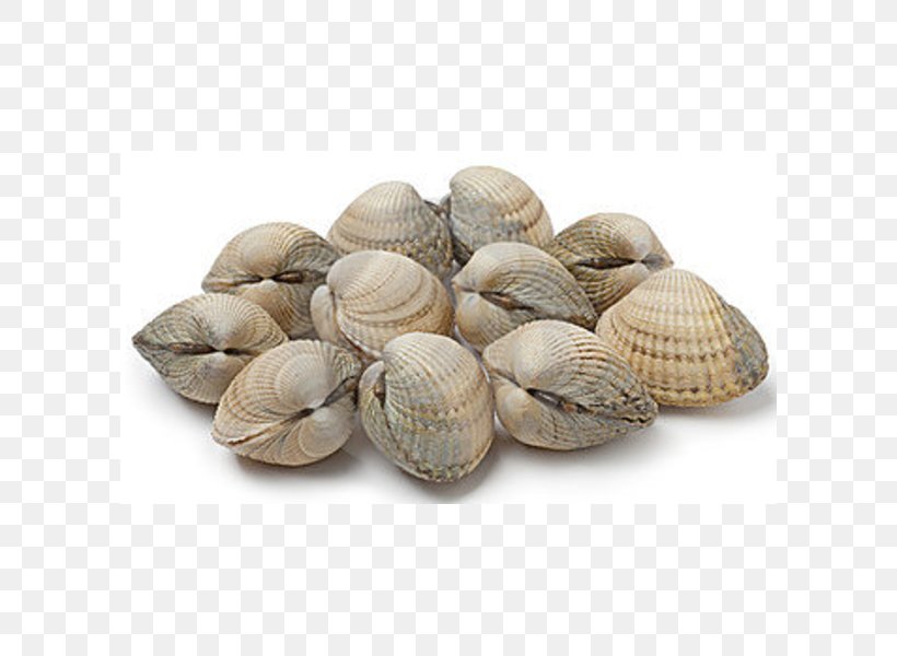 Clam Cockle Shellfish Seafood Mussel, PNG, 600x600px, Clam, Animal Source Foods, Bivalvia, Clams Oysters Mussels And Scallops, Cockle Download Free