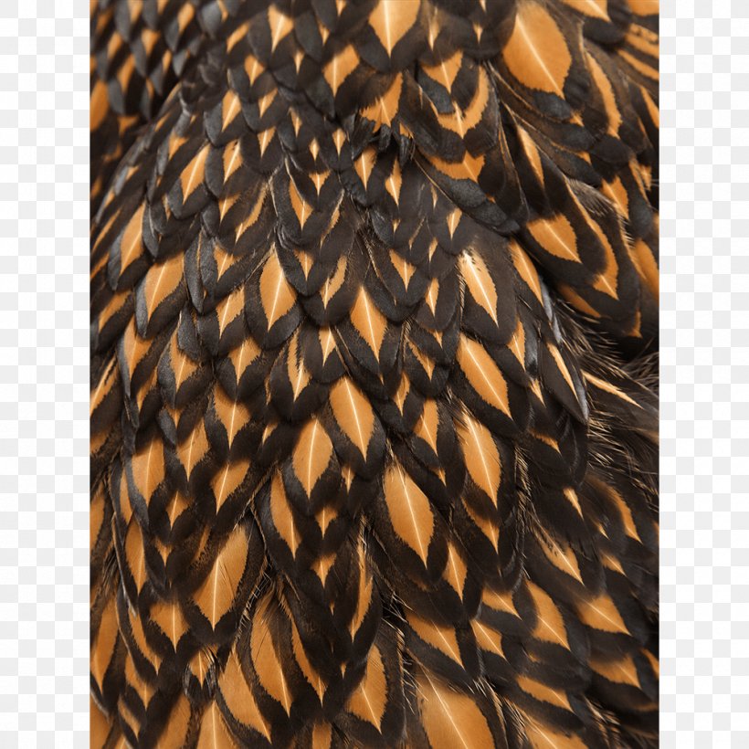 Close-up Feather, PNG, 1000x1000px, Closeup, Feather Download Free