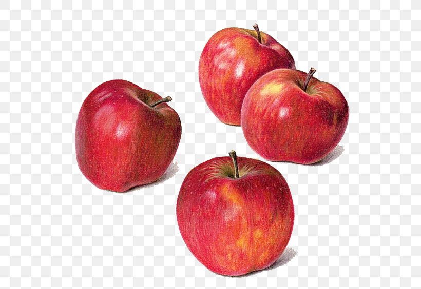 Drawing Apple Watercolor Painting Still Life, PNG, 564x564px, Drawing, Apple, Art, Colored Pencil, Food Download Free