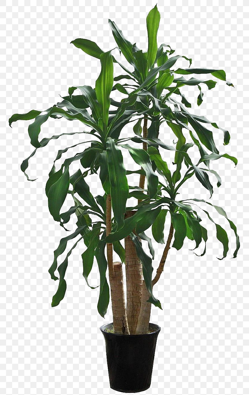 Houseplant Flowerpot Tree, PNG, 800x1303px, Plant, Creative Market, Cycad, Flower, Flowerpot Download Free
