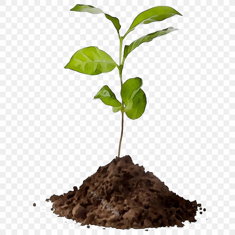 Coffee Tree Plants Agriculture Compost, PNG, 1196x1196px, Coffee, Agriculture, Arbor Day, Compost, Fertilisers Download Free