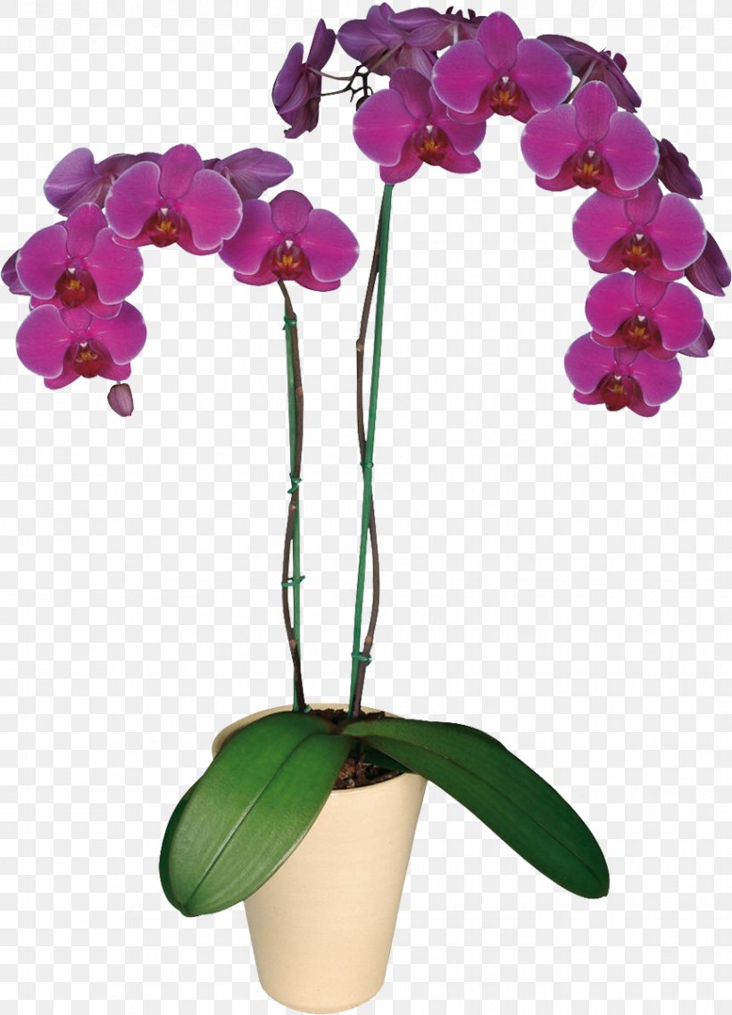 Flower Houseplant Moth Orchid Seed Plants, PNG, 865x1200px, Flower, Boat Orchid, Cattleya, Cattleya Orchids, Common Spotted Orchid Download Free