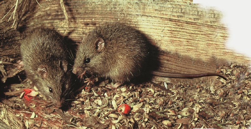 New Zealand Pacific Ocean Polynesian Rat Rodent Mouse, PNG, 1559x803px, New Zealand, Australian Swamp Rat, Bird, Black Rat, Common Brushtail Possum Download Free