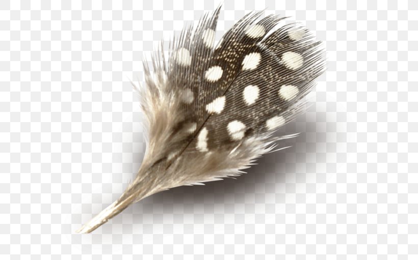 Adobe Photoshop Feather Clip Art Psd, PNG, 600x511px, Feather, Beak, Color, Computer Software, Creativity Download Free