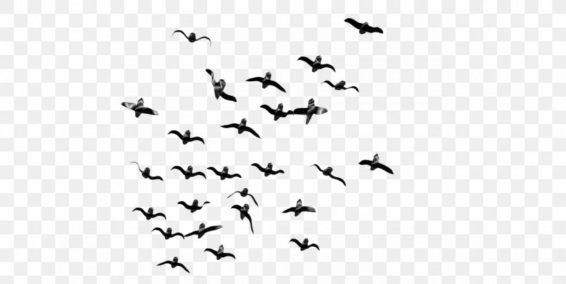 Bird Flight Bird Flight Flock, PNG, 1290x649px, Bird, Bird Flight, Black And White, Flight, Flock Download Free