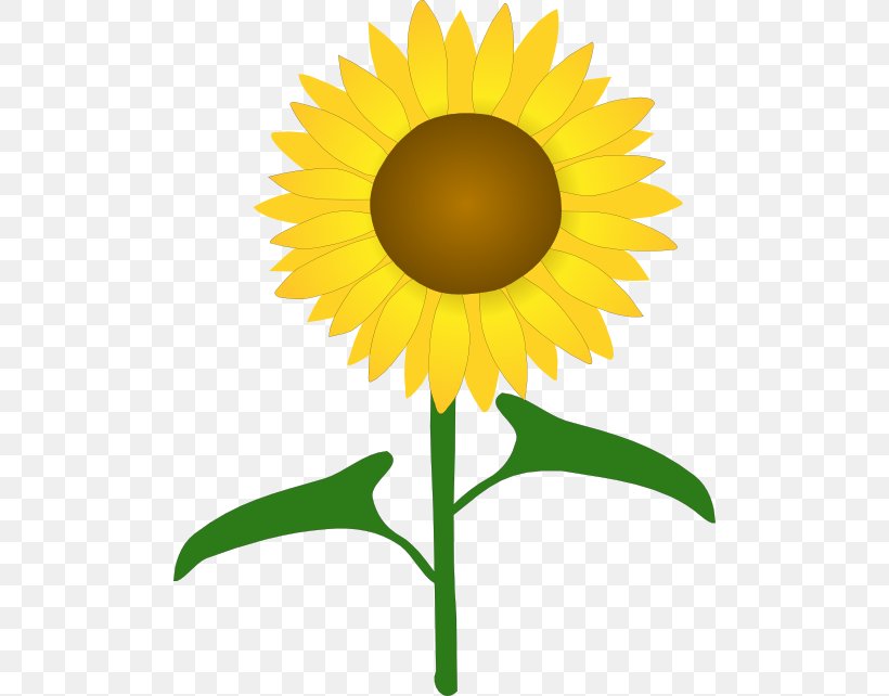 Common Sunflower Drawing Clip Art, PNG, 500x642px, Common Sunflower, Art, Cut Flowers, Daisy Family, Dandelion Download Free