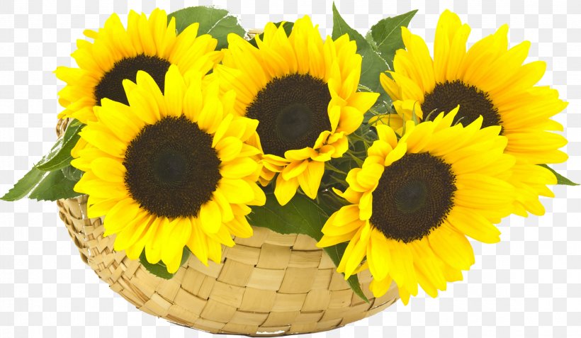 Common Sunflower Stock Photography, PNG, 2300x1340px, Common Sunflower, Basket, Cut Flowers, Daisy Family, Floral Design Download Free
