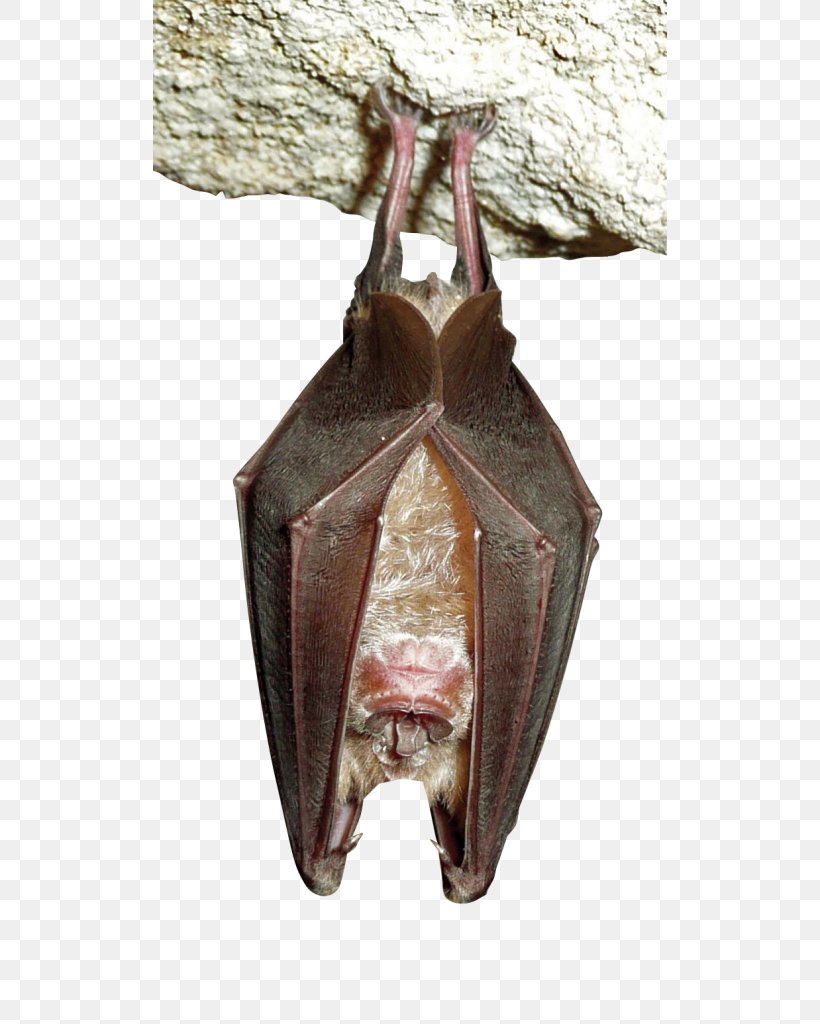 Greater Horseshoe Bat Headstand Serotine Bat Sleep, PNG, 514x1024px, Horseshoe Bat, Bat, Batm, Bats, Ceiling Download Free