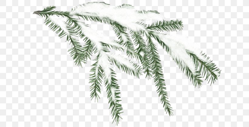 Palm Tree Background, PNG, 640x418px, Fir, American Larch, Branch, Colorado Spruce, Conifer Download Free