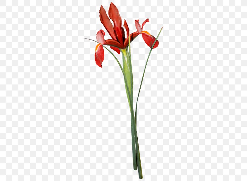 Tulip Flower Poppy Bud, PNG, 279x600px, Tulip, Avatar, Avatar Series, Bud, Cut Flowers Download Free