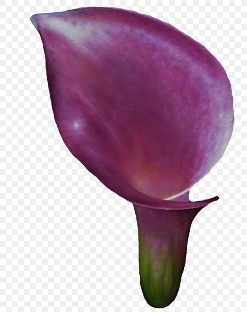 Arum-lily Flower Purple Lilium Clip Art, PNG, 772x1036px, Arumlily, Bud, Calla Lily, Flower, Flowering Plant Download Free