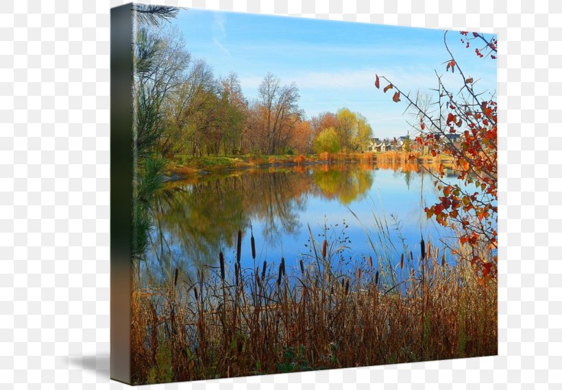 Wetland Painting Pond Gallery Wrap Ecosystem, PNG, 650x570px, Wetland, Art, Autumn, Bank, Bayou Download Free