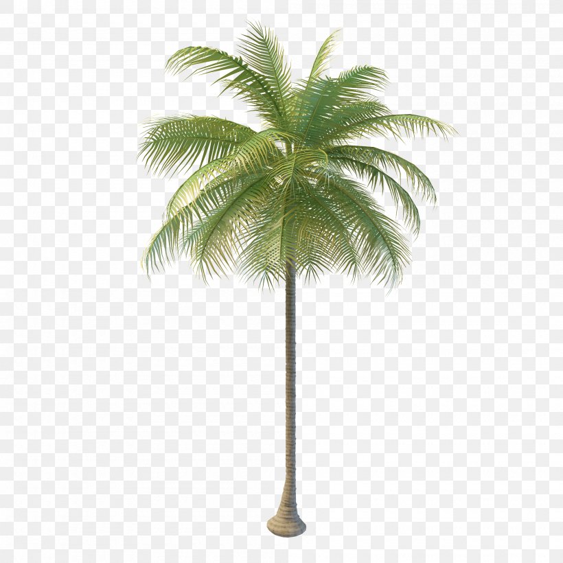 Arecaceae Coconut Water Tree Nata De Coco, PNG, 2000x2000px, Arecaceae, Arecales, Asian Palmyra Palm, Borassus Flabellifer, Coconut Download Free