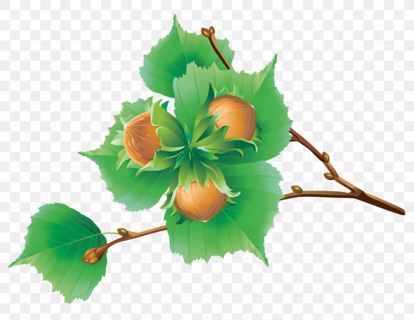 Chestnut, PNG, 1280x989px, Chestnut, Acorn, Branch, European Horsechestnut, Flower Download Free