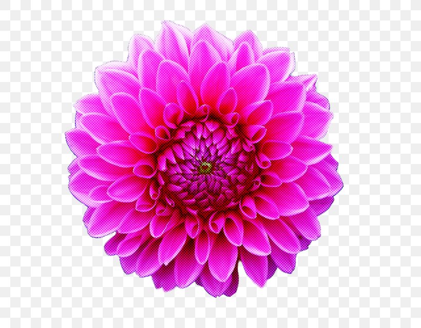 Flower Petal Pink Plant Violet, PNG, 640x640px, Flower, Dahlia, Gerbera, Petal, Pink Download Free