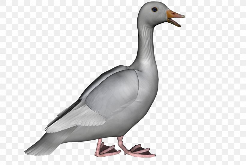 Goose Duck Cygnini Clip Art, PNG, 1600x1080px, Goose, Beak, Bird, Cygnini, Domestic Goose Download Free
