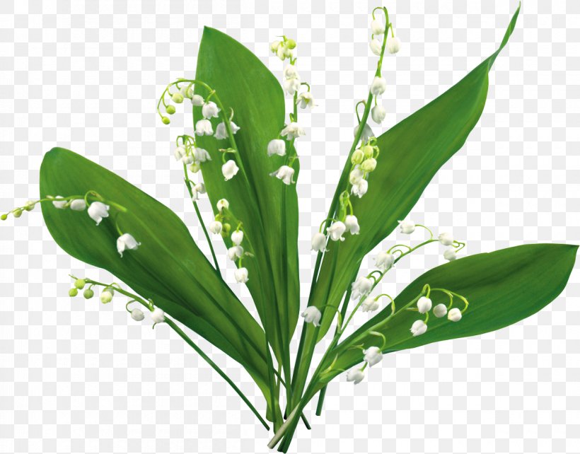 Lily Of The Valley May 1 Flower Clip Art, PNG, 1200x940px, Lily Of The Valley, Blog, Centerblog, Collage, Flower Download Free
