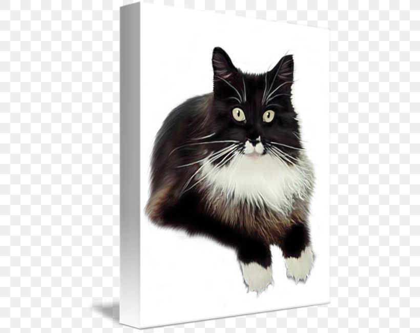 Norwegian Forest Cat Whiskers Cymric Kitten Maine Coon Png