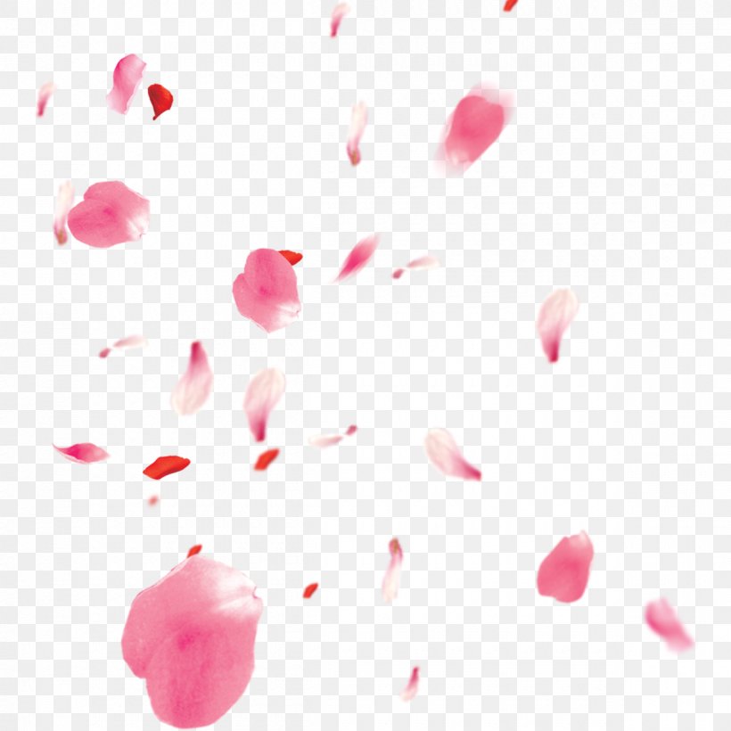 Petal Cherry Blossom, PNG, 1200x1200px, Cherry Blossom, Blossom, Cherry, Flower, Heart Download Free