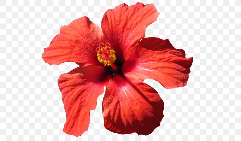 Shoeblackplant Cut Flowers Yellow Hibiscus, PNG, 541x480px, Shoeblackplant, Annual Plant, China Rose, Chinese Hibiscus, Cut Flowers Download Free