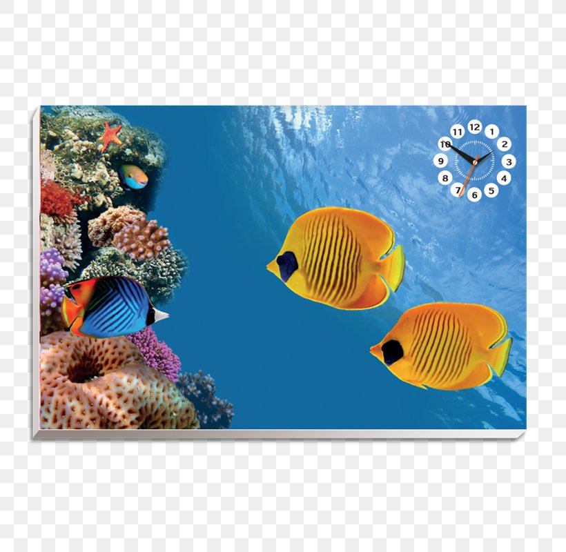 Desktop Wallpaper Underwater Tropical Fish, PNG, 800x800px, 4k Resolution,  8k Resolution, Underwater, Animal, Coral Download Free