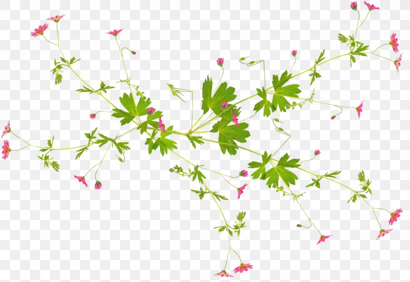 Flower Plant Desktop Wallpaper Clip Art, PNG, 1271x875px, Flower, Blossom, Branch, Flora, Floral Design Download Free