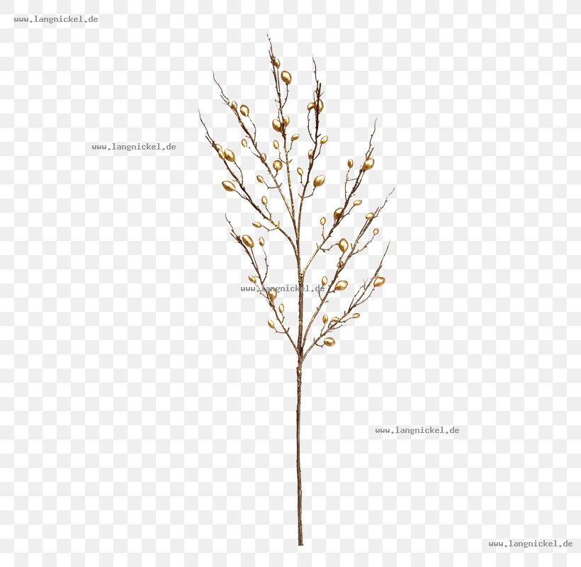 Twig Leaf Plant Stem Grasses, PNG, 800x800px, Twig, Branch, Flowering Plant, Grass Family, Grasses Download Free