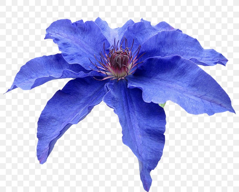 Blue Petal Flower Plumbago Auriculata, PNG, 800x659px, Blue, Aqua, Azure, Clematis, Flower Download Free
