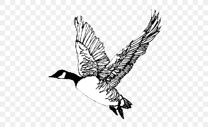 Canada Goose Bird Eagle Anatidae, PNG, 500x500px, Goose, Anatidae, Art, Artwork, Beak Download Free