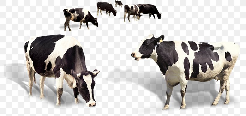 Cow Background, PNG, 798x386px, Holstein Friesian Cattle, Angus Cattle, Automatic Milking, Beef Cattle, Bovine Download Free