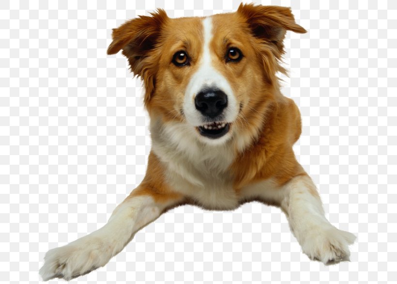 Dog Pet Sitting Animal Rescue Group, PNG, 670x586px, Dog, Animal, Animal Rescue Group, Animal Shelter, Australian Shepherd Download Free