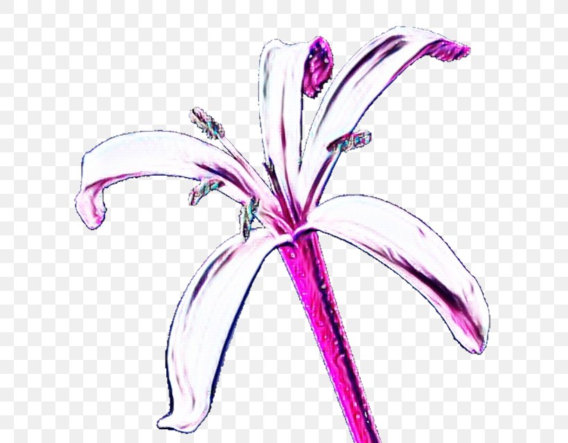Flower Plant Pink Violet Petal, PNG, 640x640px, Watercolor, Flower, Flowering Plant, Lily Family, Paint Download Free