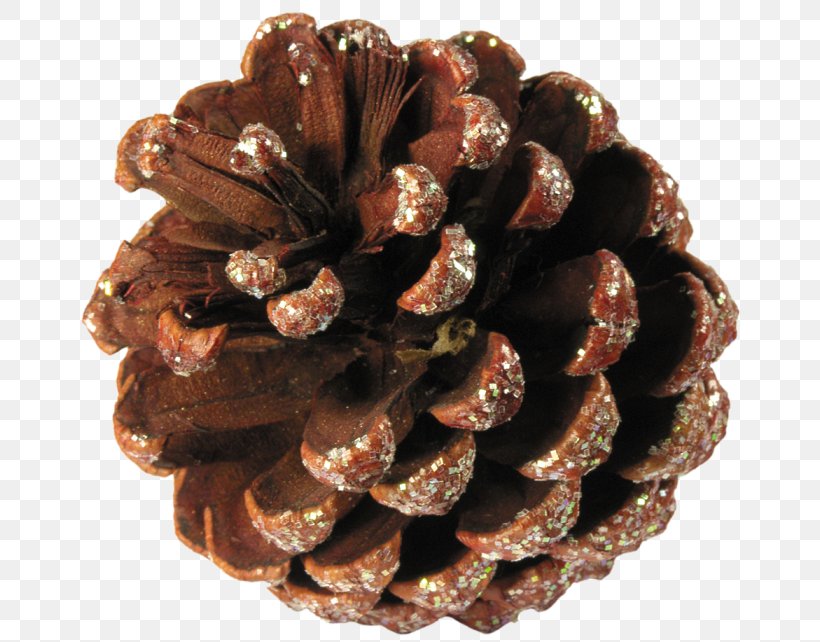 Pine Conifer Cone Spruce Honey, PNG, 670x642px, Pine, Bee, Conifer, Conifer Cone, Digital Image Download Free