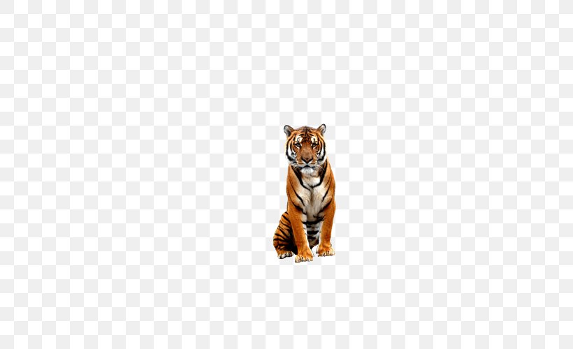 Tiger Bengal Big Cat Wildlife, PNG, 600x500px, Tiger, Bengal, Big Cat, Big Cats, Carnivoran Download Free