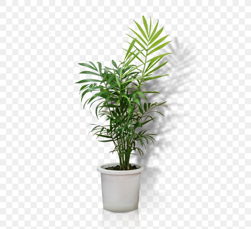 Flowerpot Crock Houseplant Bonsai, PNG, 672x748px, Flowerpot, Arecales, Bonsai, Crock, Evergreen Download Free