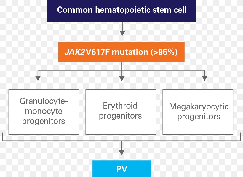 Polycythemia Vera Janus Kinase 2 Pathophysiology Myeloproliferative Neoplasm, PNG, 804x600px, Polycythemia Vera, Area, Brand, Diagram, Disease Download Free