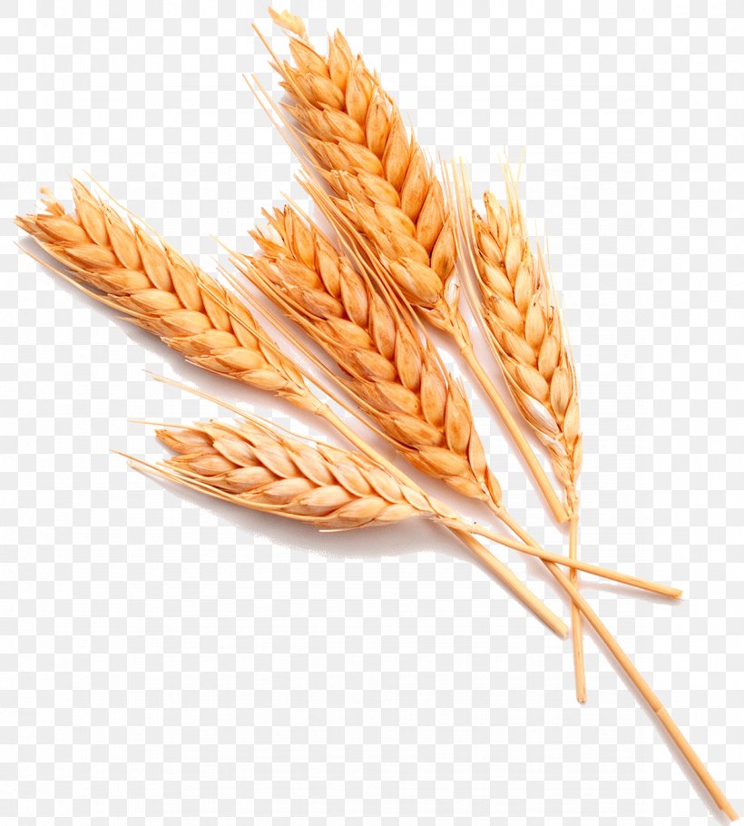 Wheat Stock Photography Food Ear Whole Grain, PNG, 1182x1312px, Wheat, Bran, Cereal, Cereal Germ, Commodity Download Free