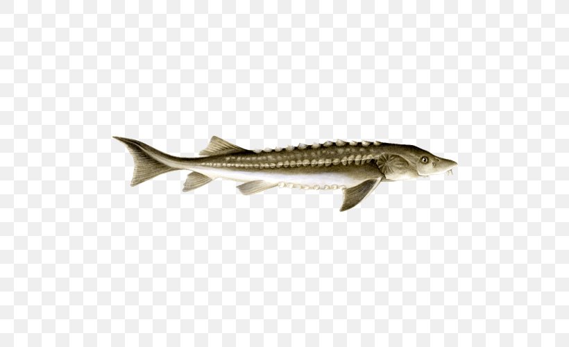 Cod 09777 Caviar Sturgeon Salmon, PNG, 500x500px, Cod, Bony Fish, Caviar, Columbia River, Fauna Download Free