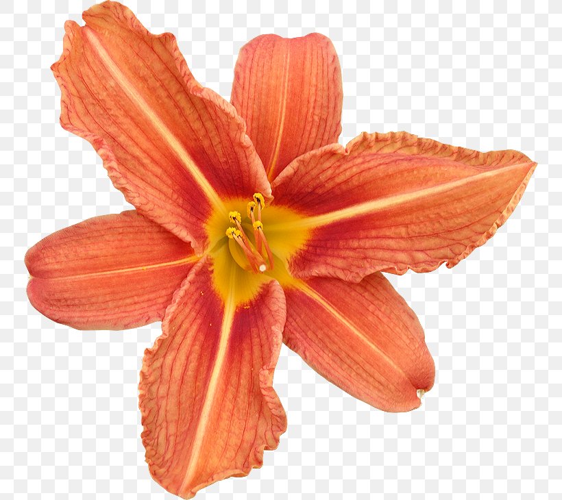 Cut Flowers Drawing Royalty-free, PNG, 750x730px, Flower, Amaryllis, Amaryllis Belladonna, Clipping Path, Cut Flowers Download Free