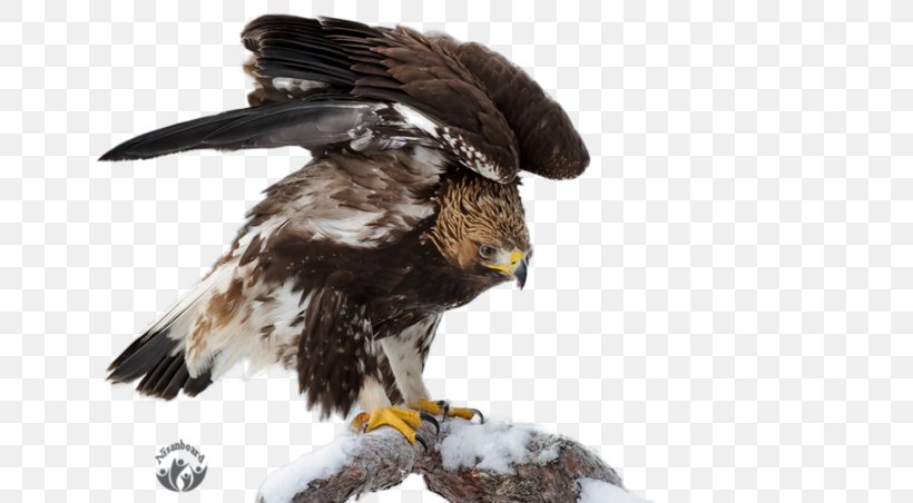 Eagle Oryol Desktop Metaphor Bird Wallpaper, PNG, 800x452px, Eagle, Accipitriformes, Beak, Bird, Bird Of Prey Download Free