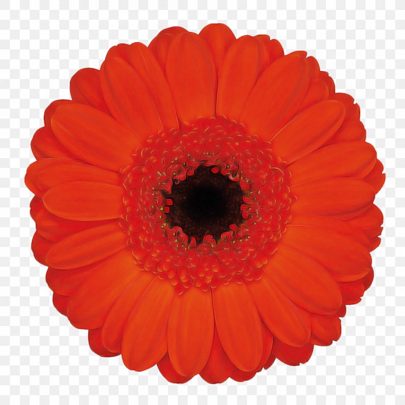 Orange, PNG, 1100x1100px, Barberton Daisy, Daisy Family, English Marigold, Flower, Flowering Plant Download Free