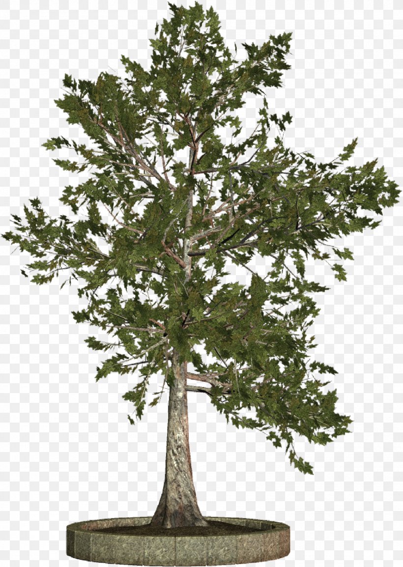 Tree Woody Plant Clip Art, PNG, 1500x2112px, Tree, Blog, Bonsai, Branch, Evergreen Download Free